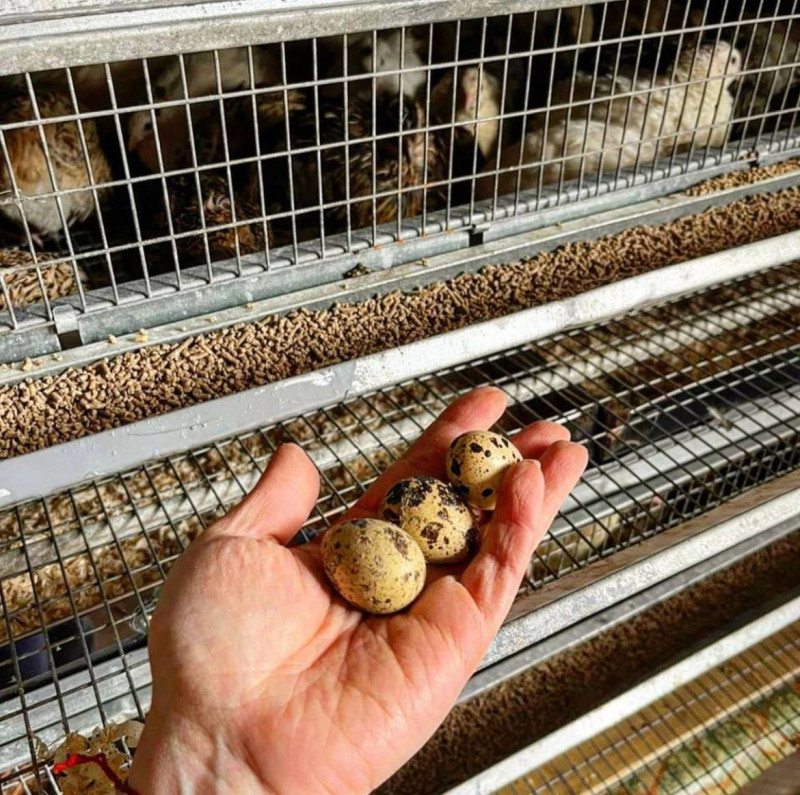 Яйцо перепелиное